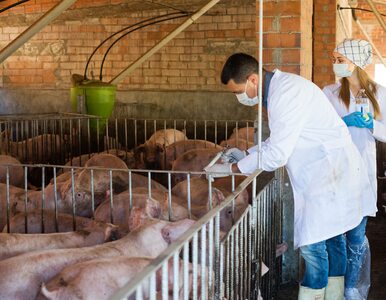 Miniatura: Ukraina wprowadza embargo na wieprzowinę z...