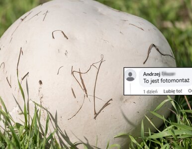 Miniatura: Polski rekordzista? Czasznica olbrzymia...