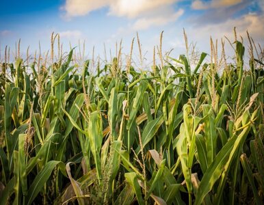 Miniatura: UE łagodzi przepisy. Więcej GMO w Europie?