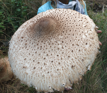 Wielka kania