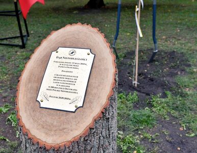 Miniatura: Pomnik ze ściętego drzewa na Święto Lasu?...