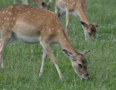 Miniatura: Dwugłowy jeleń znaleziony w lesie....