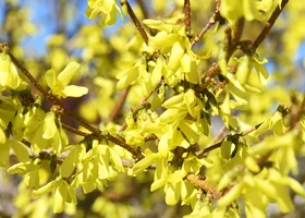 Miniatura: Wiesz, co to za roślina? 8/10 to  niezły...