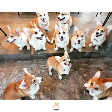 Psia kawiarnia w Bangkoku 