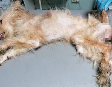 Miniatura: „Drastyczny widok” i śledztwo ws. znęcania...