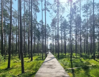 Miniatura: Tragiczne odkrycie w lesie w Nowym Targu....