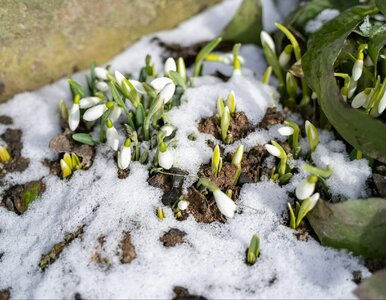 Miniatura: Długoterminowa prognoza dla Polski....