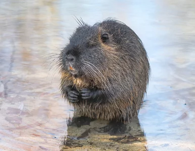 Miniatura: Nutria zaatakowała pięciolatka. Czym grozi...