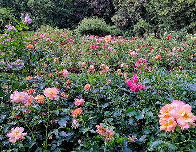 Miniatura: Zobacz jakie róże kwitną w Ogrodzie...