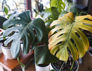 Miniatura: Podlewasz monsterę w styczniu? To ją...