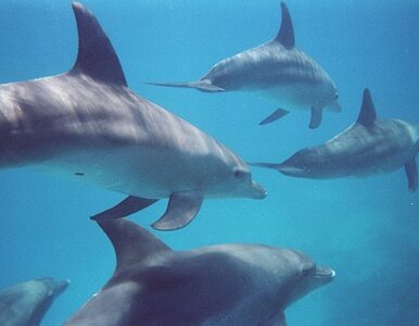Miniatura: Ukraińskie delfiny zdezerterowały