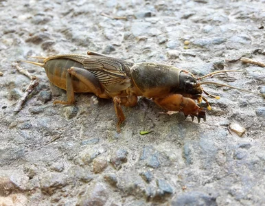 Miniatura: Nocą coś turkocze w ogrodzie, a rośliny...