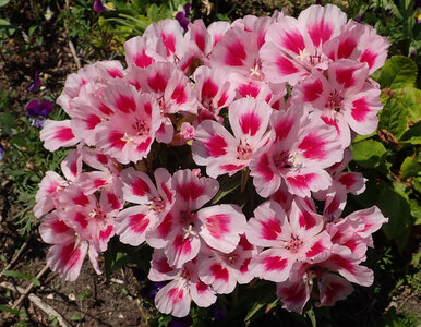 Miniatura: Wraca do łask. Zapomniany kwiat, który...