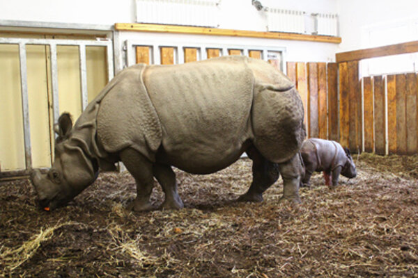 Miniatura: W warszawskim zoo urodził się nosorożec