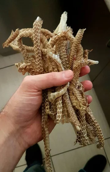 Wąż złapany przez pracowników firmy Brisbane Snake Catchers 