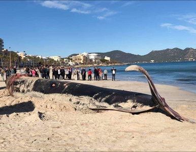 Miniatura: Przerażające odkrycie na plaży. Może...