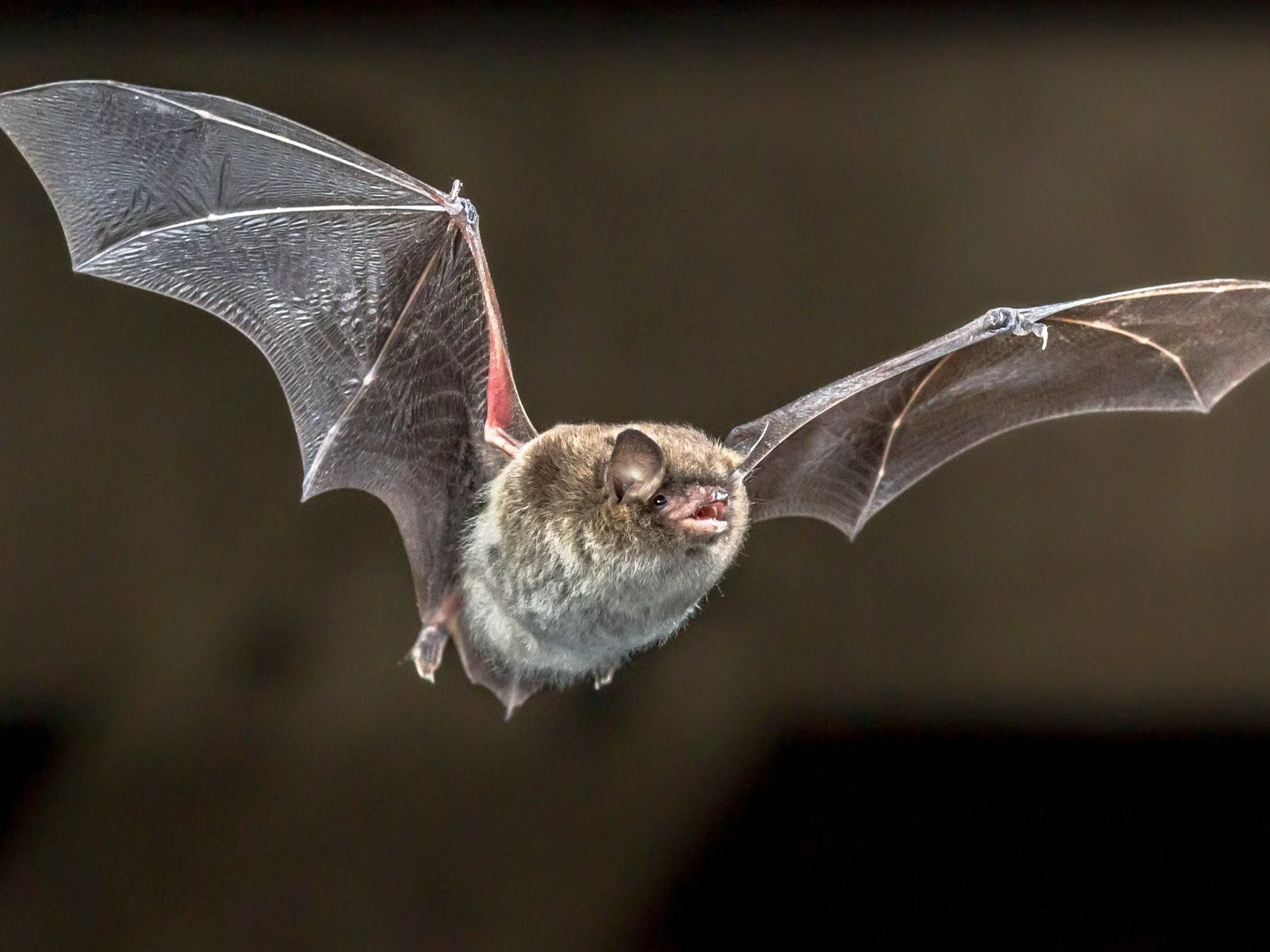 Trudny QUIZ o zwierzętach. Zdobędziesz 10/10?