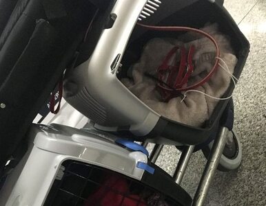Na Okęciu zaginął kot. Właścicielka obwinia lotnisko i prosi o pomoc