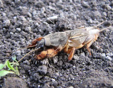 Miniatura: Przez lata przepędzałam go z ogrodu....