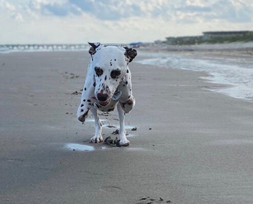 Miniatura: Temu psu obcięto przednie łapy w rzeźni....