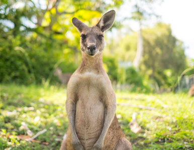 Miniatura: Chcieli, żeby kangur podskoczył, rzucili w...