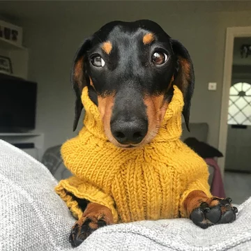 Monty the Miniature Dachshund 