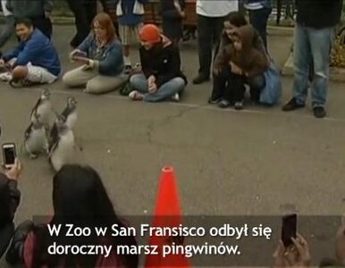 Miniatura: Marsz pingwinów w San Francisco