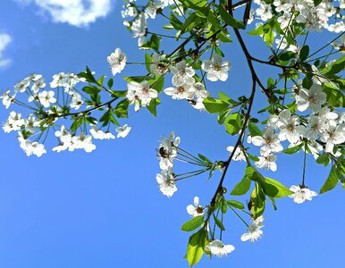 Miniatura: Wiosenny quiz z wiedzy ogólnej. Zawalcz o...