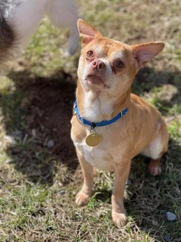 Chihuahua o imieniu Prancer 