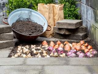 Cebulki tulipanów, narcyzów, hiacyntów i szafirków