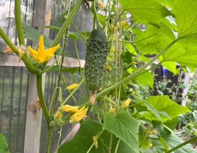 Miniatura: Zrób ten drożdżowy eliksir, a ogórki będą...