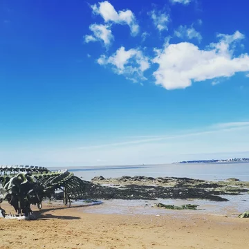 Serpent D'ocean 