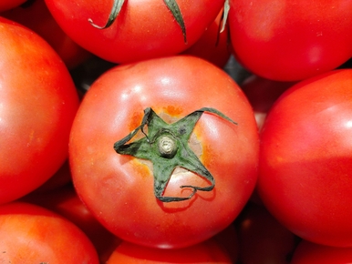 Takie pomidory od razu wyrzuć! Mogą zaszkodzić tobie i twoim bliskim