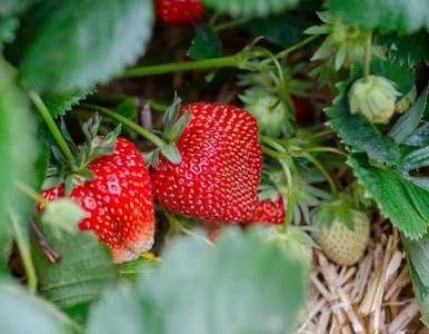 Miniatura: Zmieszaj z wodą i mlekiem. Ta wiosenna...