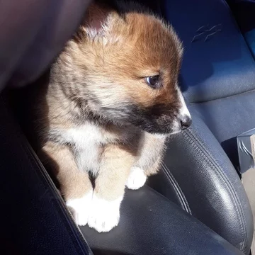 Tak wyglądał dingo Wandi, kiedy był mały 