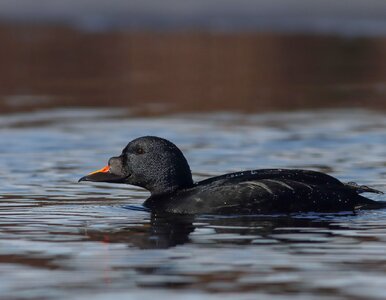 Miniatura: Spotkanie takiego ptaka w Polsce to cud....