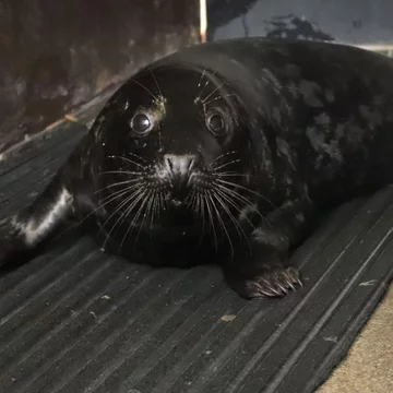 Foka uratowana przez organizację Seal Rescue Ireland 