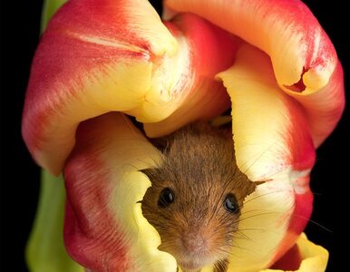 Miniatura: Maleńkie badylarki w tulipanach. Fotograf...