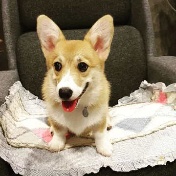 Psia kawiarnia w Bangkoku 