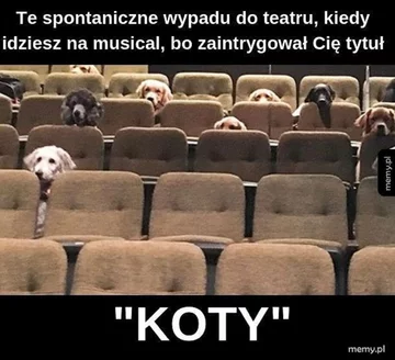 Memy z kotami w roli głównej 