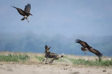 Zwycięskie zdjęcie Sony World Photography Awards 2018 