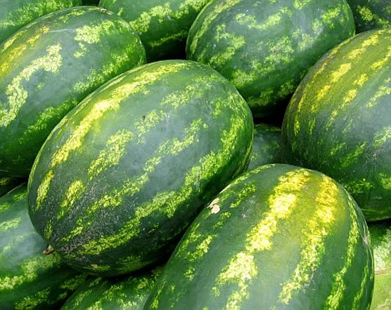 Miniatura: Uwaga na eksplodujące arbuzy!