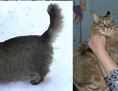 Miniatura: Niemowle porzucone w kartonie. Uratowała...