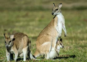 Miniatura: Na jakim kontynencie żyje to zwierzę?...