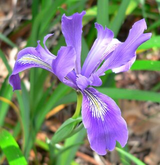 Kosaciec Douglasa, czyli irys