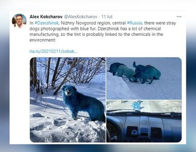 Miniatura: Zagadka niebieskich psów z Rosji...