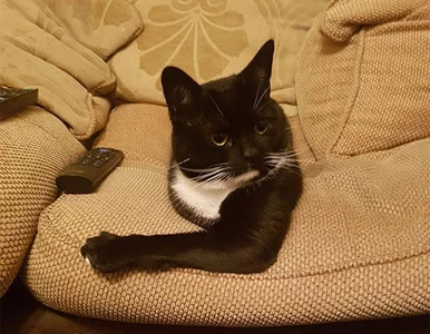 Miniatura: Te zdjęcia mogą namieszać w głowie. Jak...