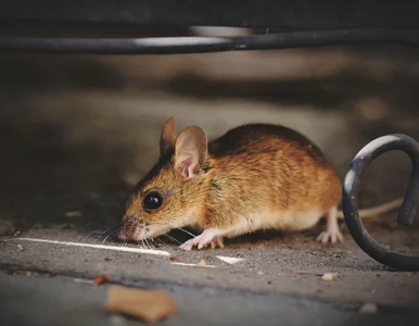 Miniatura: Plaga szkodników w Polsce. Jak się chronić?