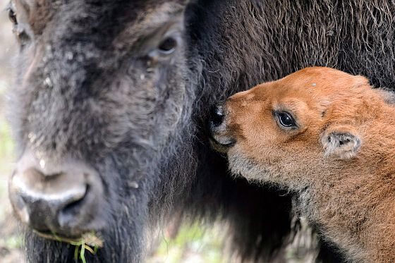 Jednodniowy amerykański bizon i jego matka w zoo w Servion, w Szwajcarii (fot. PAP/EPA/LAURENT GILLIERON)