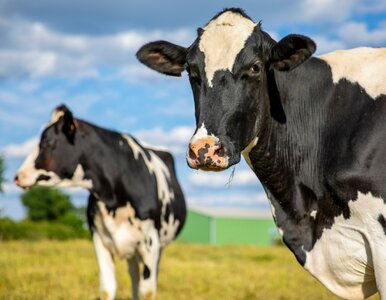 Miniatura: Quiz wiedzy o wsi. Przeciętny Polak...